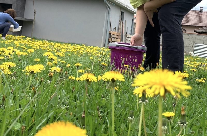Zagreb - mojzagreb.info - Domaći sirup od maslačka