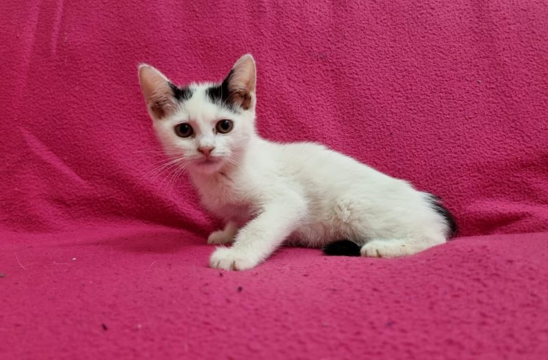 Zagreb - mojzagreb.info - Međunarodni dan zaštite životinja u Dumovcu