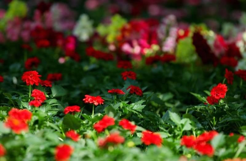 Zagreb - mojzagreb.info, Obavijesti - Floraart 2019.