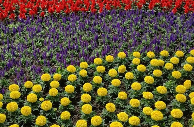 Zagreb - mojzagreb.info, Obavijesti - Floraart 2019.